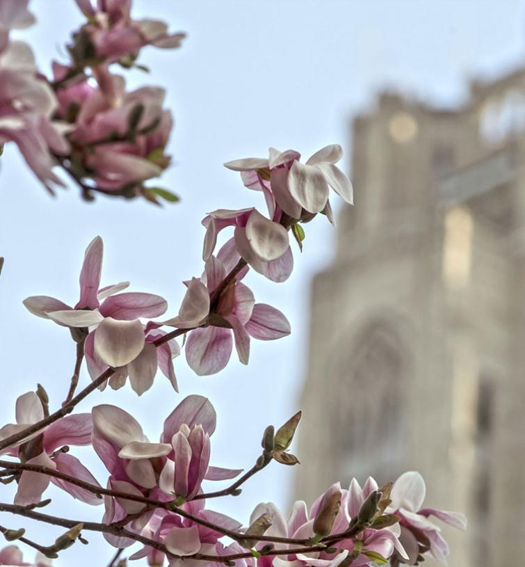 Blooming magnolia tree in front of Cathedral of Learning